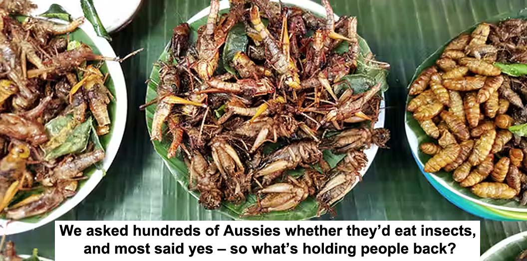 we asked hundreds of aussies whether they’d eat insects, and most said yes – so what’s holding people back?