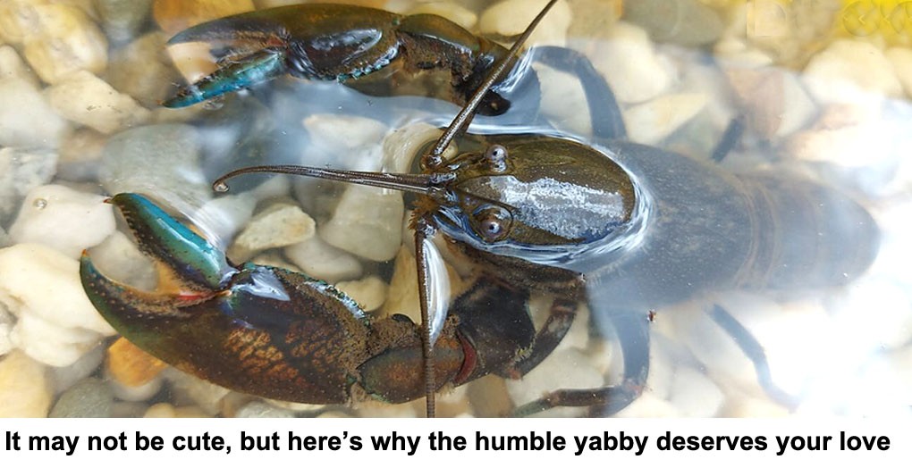 it may not be cute, but here’s why the humble yabby deserves your love