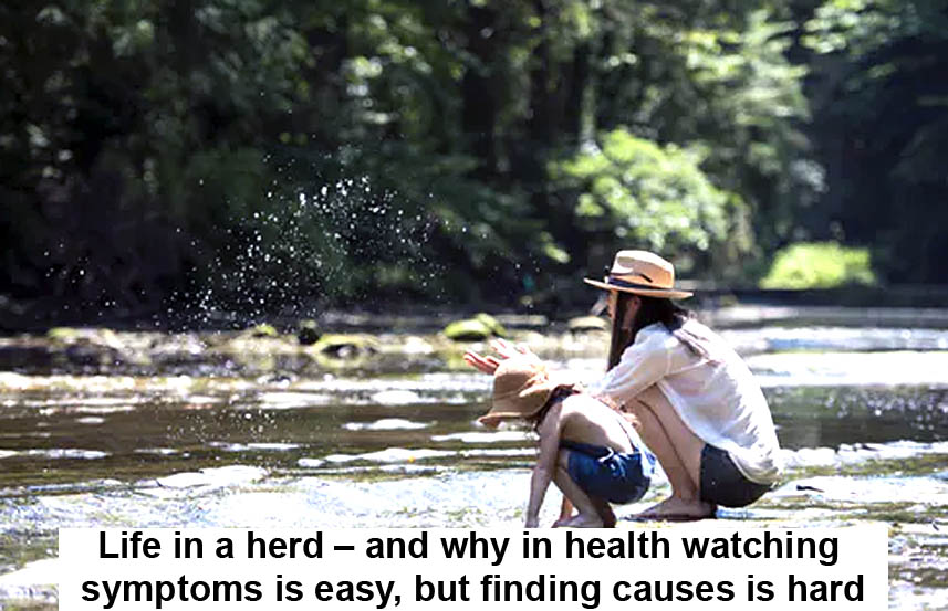 Life In A Herd – And Why In Health Watching Symptoms Is Easy, But Finding Causes Is Hard