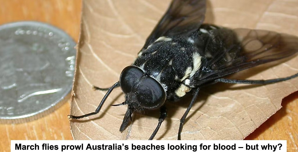march flies prowl australia’s beaches looking for blood – but why?