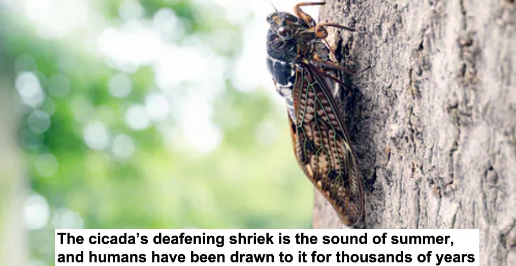 The Cicadas Deafening Shriek Is The Sound Of Summer And Humans Have Been Drawn To It For