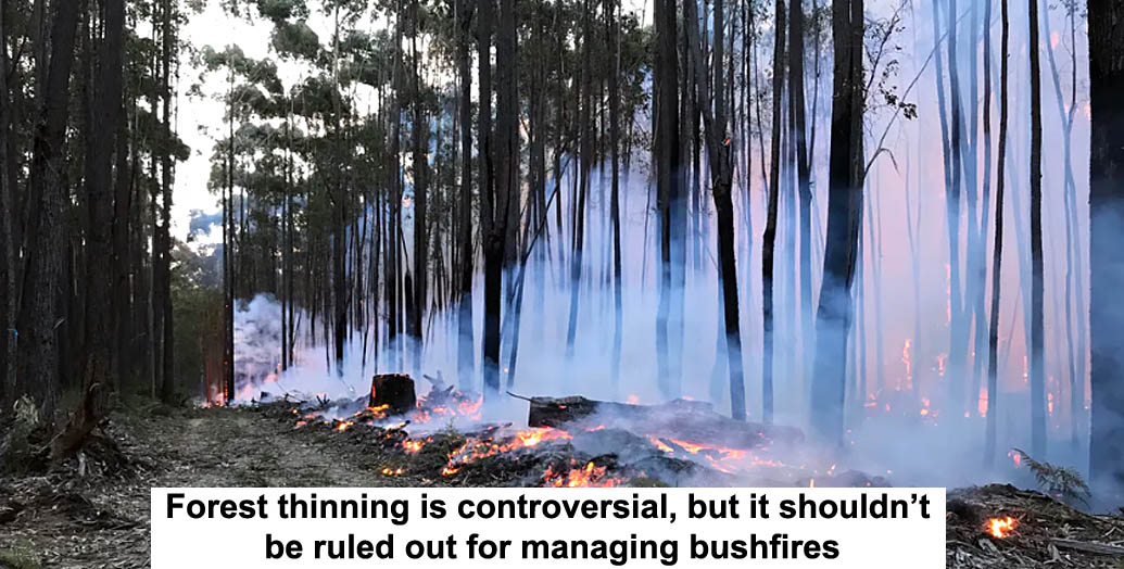 forest thinning is controversial, but it shouldn’t be ruled out for managing bushfires