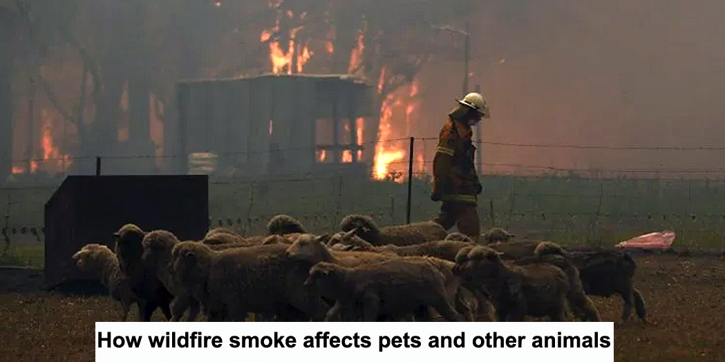 how wildfire smoke affects pets and other animals