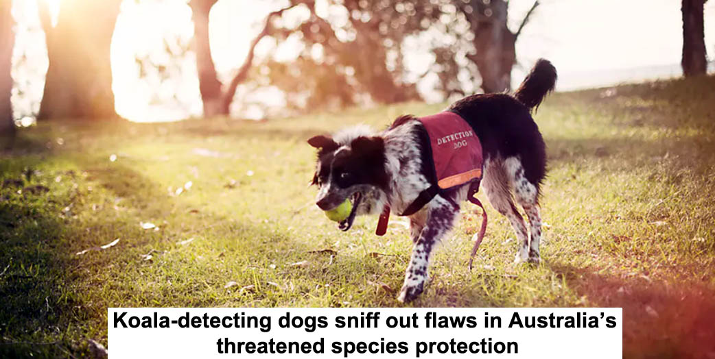 koala-detecting dogs sniff out flaws in australia’s threatened species protection
