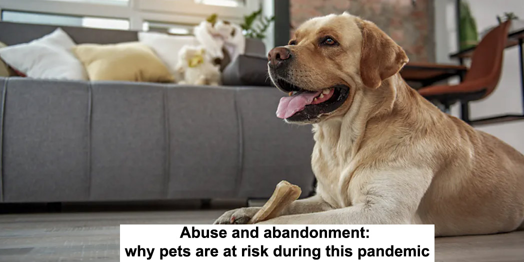 abuse and abandonment: why pets are at risk during this pandemic