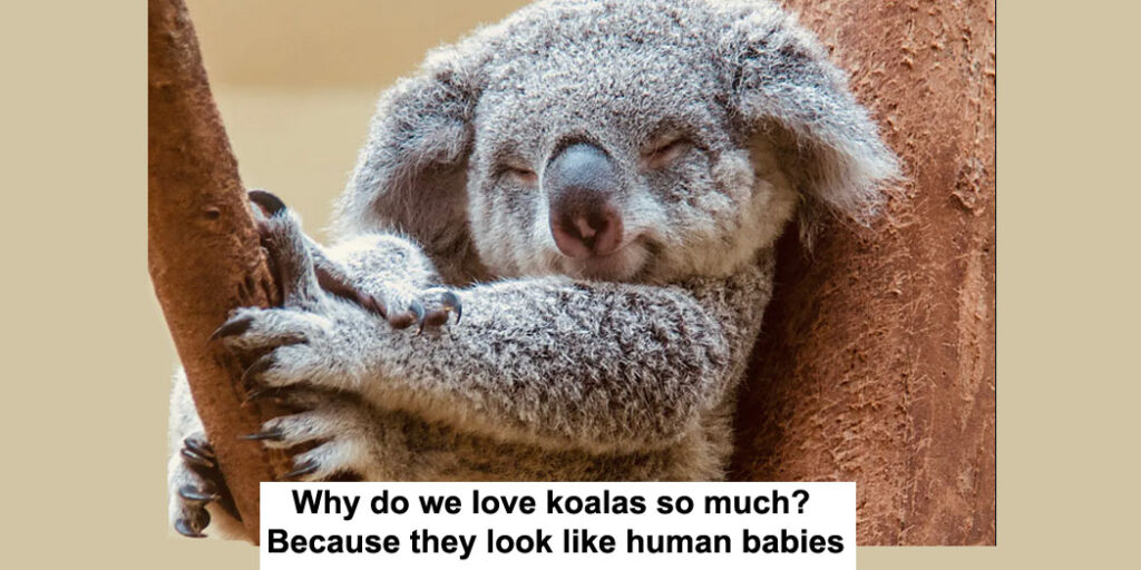 Why do we love koalas so much? Because they look like human babies - TAGG