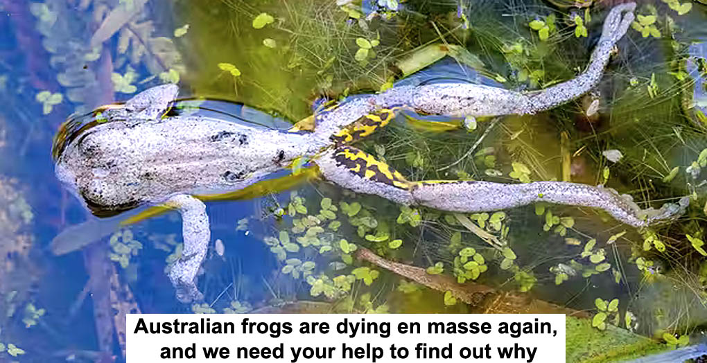 australian frogs are dying en masse again, and we need your help to find out why