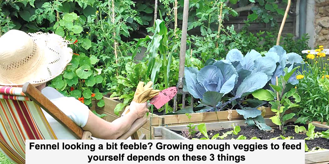 fennel looking a bit feeble? growing enough veggies to feed yourself depends on these 3 things