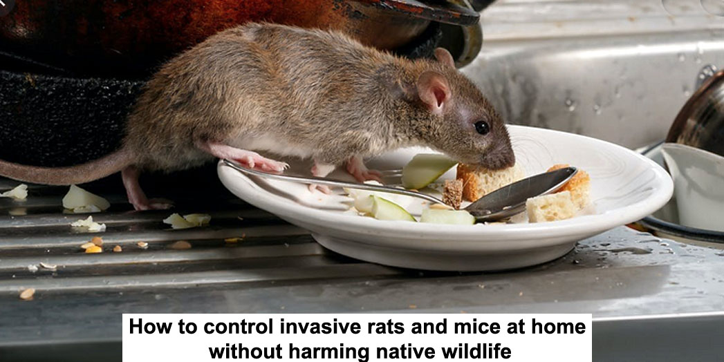how to control invasive rats and mice at home without harming native wildlife