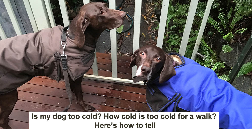 Is my dog too cold? How cold is too cold for a walk? Here’s how to tell