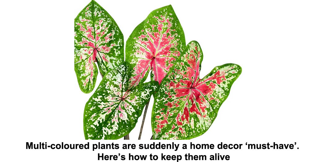 multi-coloured plants are suddenly a home decor ‘must-have’. here’s how to keep them alive