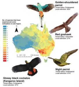native birds have vanished across the continent since colonisation. now we know just how much we’ve lost