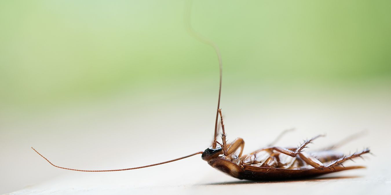 Roach Exterminator Company | Roach Control Service | Pest Off