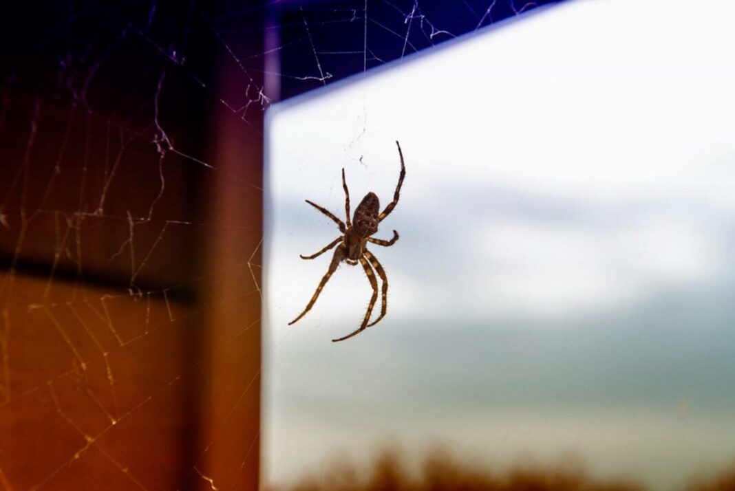 Spider Song & Dance - Pest Control Technology