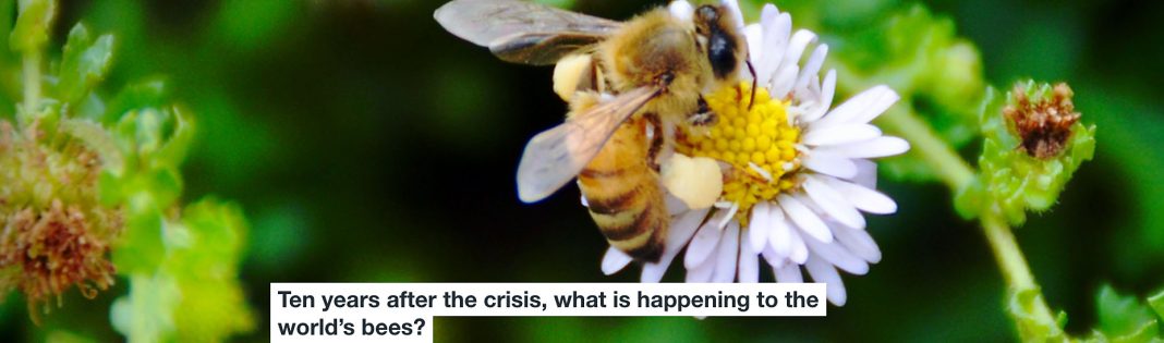 ten years after the crisis, what is happening to the world’s bees?