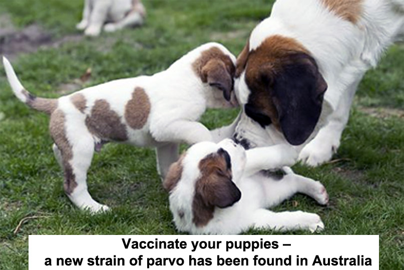 Vaccinate your puppies a new strain of parvo has been found in Australia